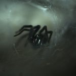 Photo Black Widow